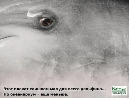 Песня дельфин с текстом