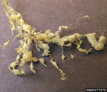 В каком состоянии находится нематода panagrolaimus kolymaensis