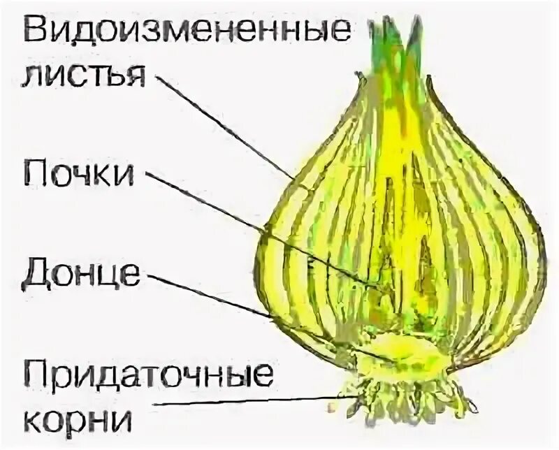 Видоизмененные листья и корни. Метаморфозы листа чешуи луковицы. Разрез луковицы чешуя Донце почки придаточные корни.