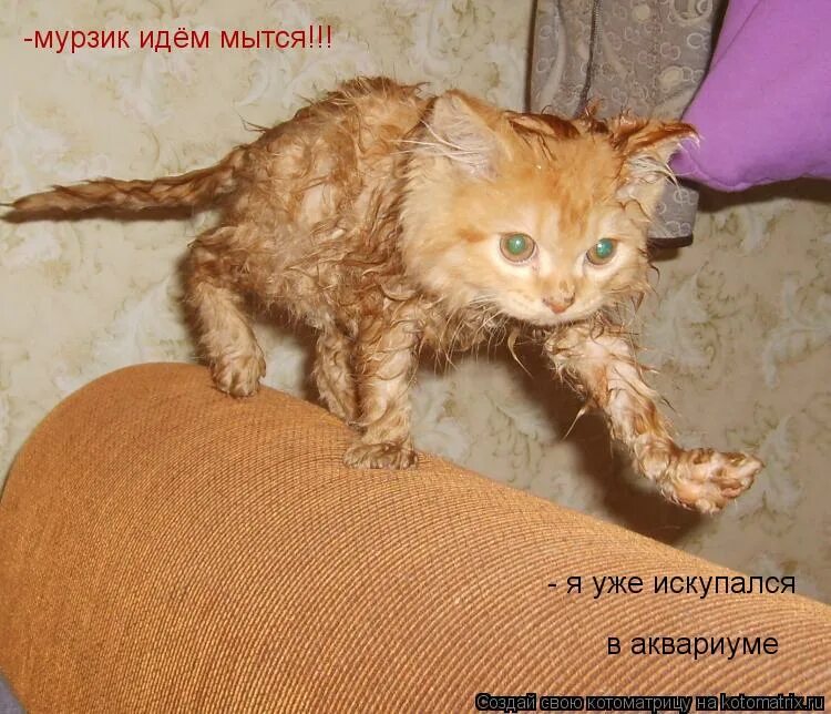 Котики приколы с надписями. Прикольные коты с надписями. Смешные коты с надписями. Приколы с котами с надписями. Пошли красть