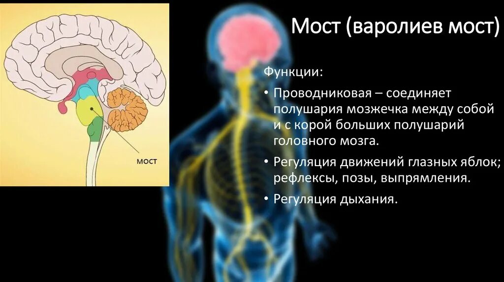 Мост мозга расположение. Головной мозг варолиев мост. Строение мозга варолиев мост. Функции варолиева моста анатомия. Функции варолиева моста в головном мозге.