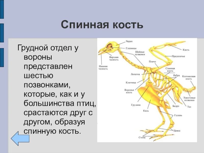 Скелет птицы спинная кость. Строение позвоночника птиц. Отделы позвоночника пи ц. Скелет птицы по отделам.