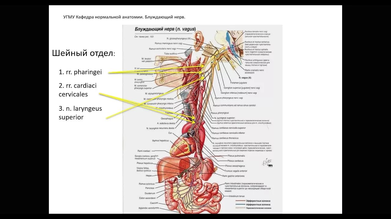 Иннервация блуждающего нерва. Блуждающий нерв анатомия топография. Вагус нерв анатомия. Нервус вагус блуждающий нерв. Анатомия шейного отдела блуждающего нерва.