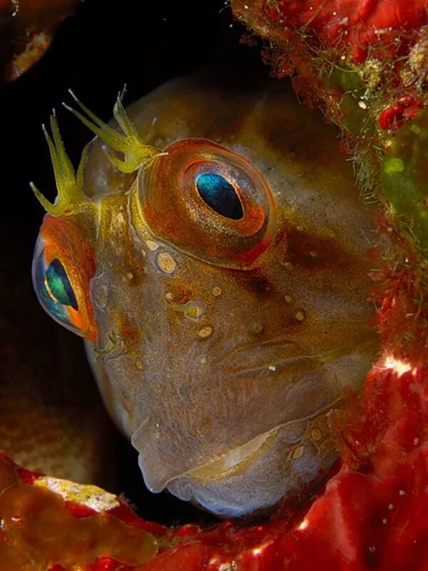 Какие глаза у рыб. Удивительные рыбы. Рыбка с выпученными глазами. Рыбка с выпуклыми глазами. Смешные рыбы.