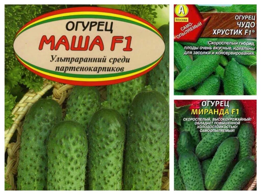 Огурец маша f1 описание отзывы. Огурец маша ф1. огурец маша f1 описание. огурец маринда f1 и маша. огурец миранда f1.