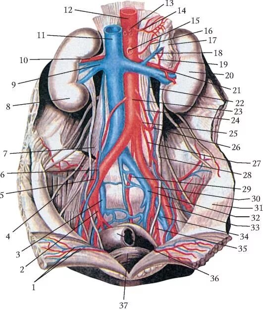 Кровообращение малого таза у женщин. Внутренняя подвздошная Вена топография. Подвздошная Вена анатомия. Общая подвздошная Вена топография.