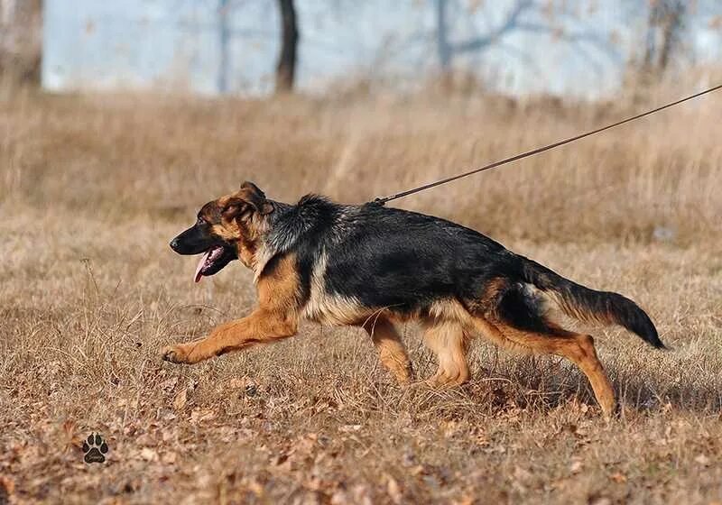 Случка немецких овчарок. Первая вязка немецкой овчарки. Кобель овчарки на вязку. Кобель овчарки на вязку. Питомник швальбеннест немецких овчарок.
