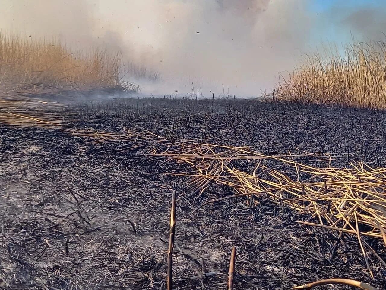 Воняет гарью. Возгорание сухой растительности в Астраханской области. Гарь на полях. Тростниковая гарь. Запах Гари.