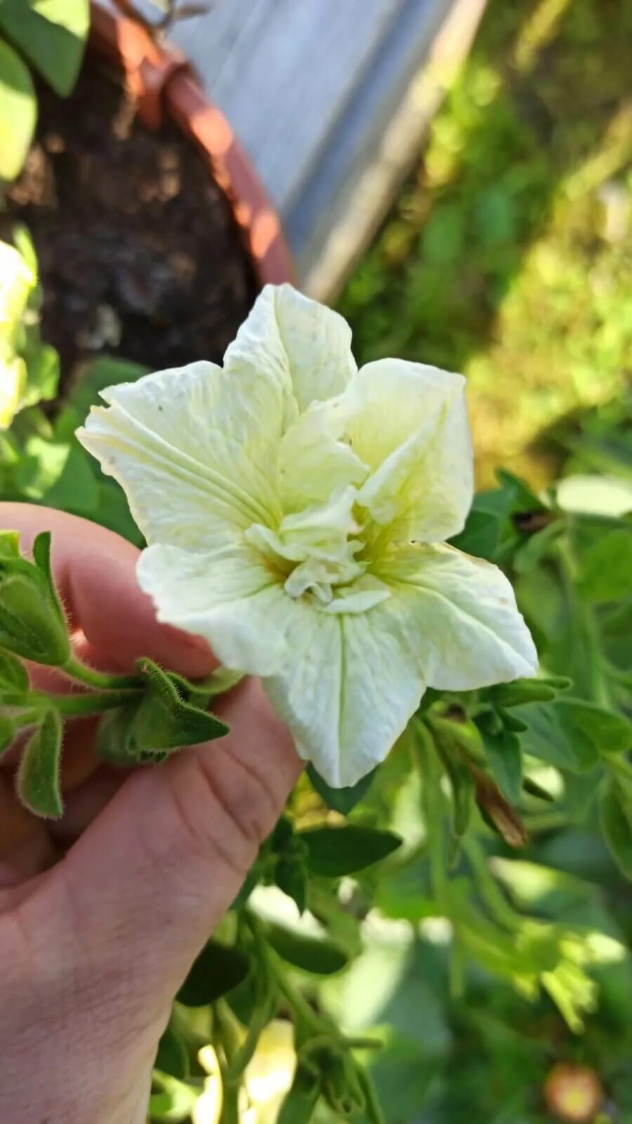 Sweet sunshine. Петуния Саншайн Перл. Петуния Свит Саншайн. Петуния Свит Саншайн Перл. Петуния Свит Саншайн Перл (Sweet Sunshine Pearl).