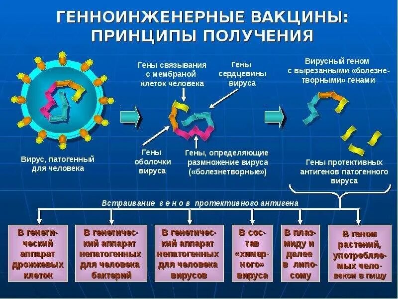 Этап вакцины. Этапы разработки вакцины. Генно-инженерные вакцины. Методы получения вакцин. Создание живой вакцины.