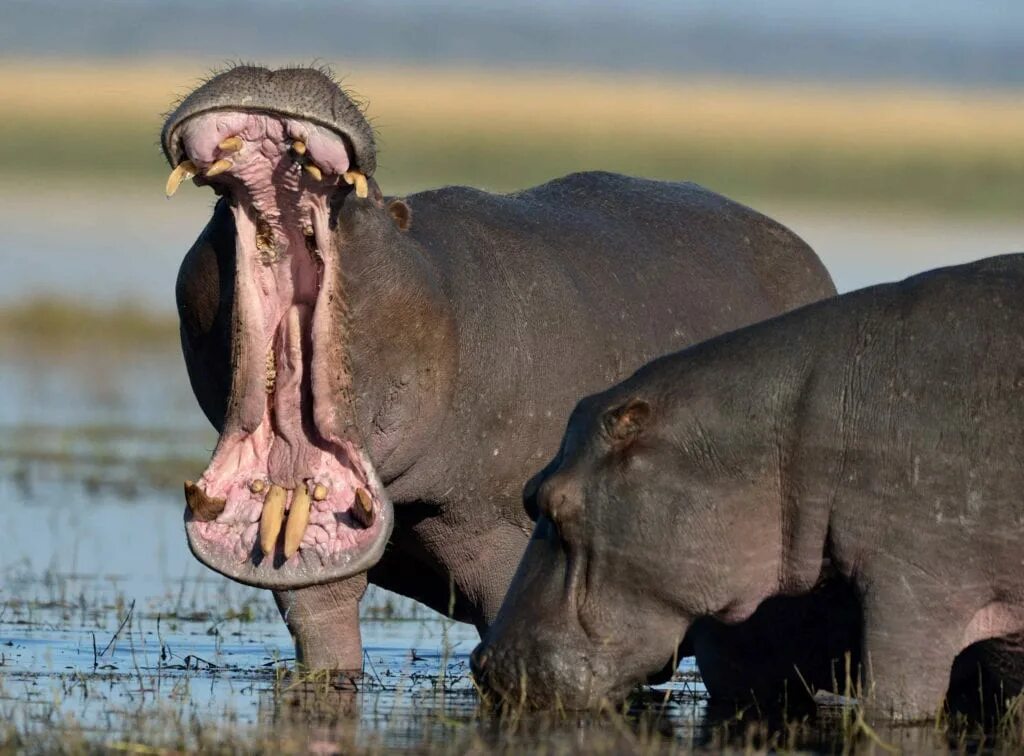 Бегемот живет лет. Гиппопотам гиппопотам. Самка гиппопотама. Гиппопотам the Hippopotamus, 2017.