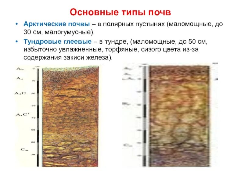 Зональный тип почв арктических пустынь. Тундрово глеевые почвенный профиль. тип почвы тундрово-глеевые. почвенный профиль арктических тундровых почв.