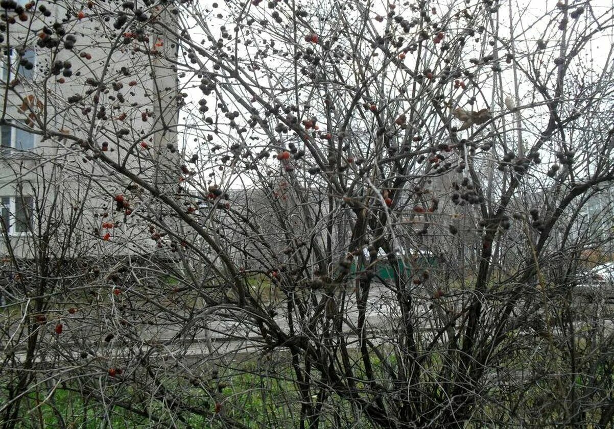 Высохнуть кустом. Сухой куст. Деревья в степи. Осенняя обрезка спиреи японской. Сухой куст.
