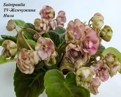 Фиалка жемчужина коллекции