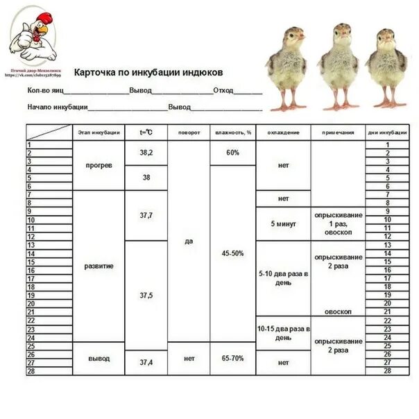 Инкубация индюшат. Таблица инкубации индюков. Карточка по инкубации индюков таблица. Таблица инкубации бройлерных индюков. Схема инкубации индюшат.