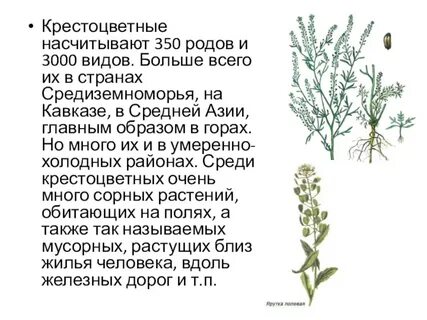 Каково значение крестоцветных растений в жизни человека