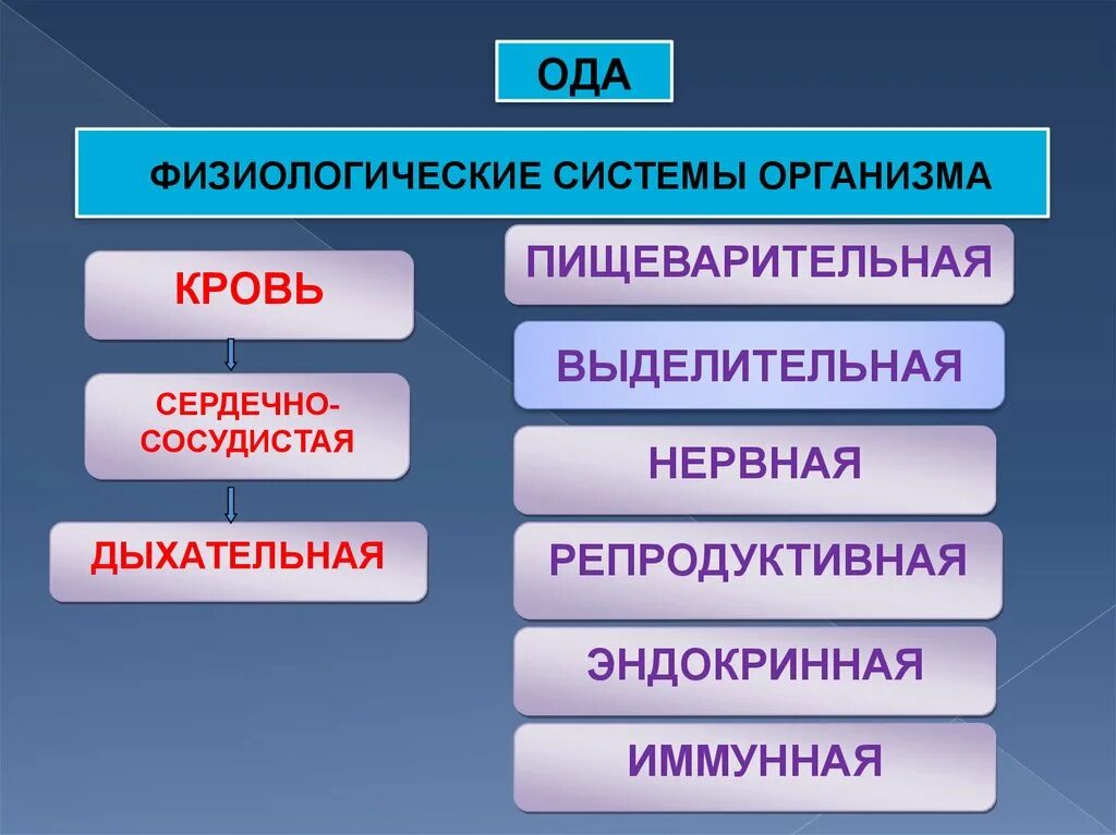 Сколько систем. Физиологическая система. системы организма. физиологические системы организма человека. основные физиологические системы человека.