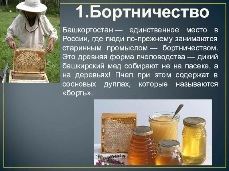 Пчеловодство интересное и полезное занятие текст. &quot;пчеловодство. бортничество. башкирский мёд. бортничество у башкир. башкирский мёд презентация. мед для презентации.
