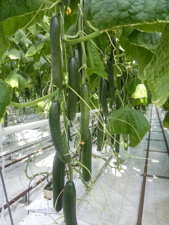 Cucumber growing