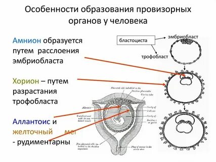 Процесс завершается образованием двухслойного зародыша