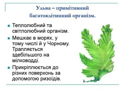 К каким систематическим группам относится ульва