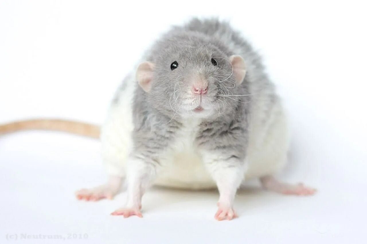 Крыса дамбо агути рекс. Крыса рекс. Крыса рекс. Декоративные крысы породы дамбо рекс. Декоративная крыса дамбо рекс.