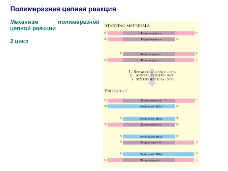 Материал пцр полимеразную цепную. Полимеразная цепная реакция механизм. пцр механизм реакции. механизм полимеразной цепной реакции. полимеразная цепная реакция (пцр).
