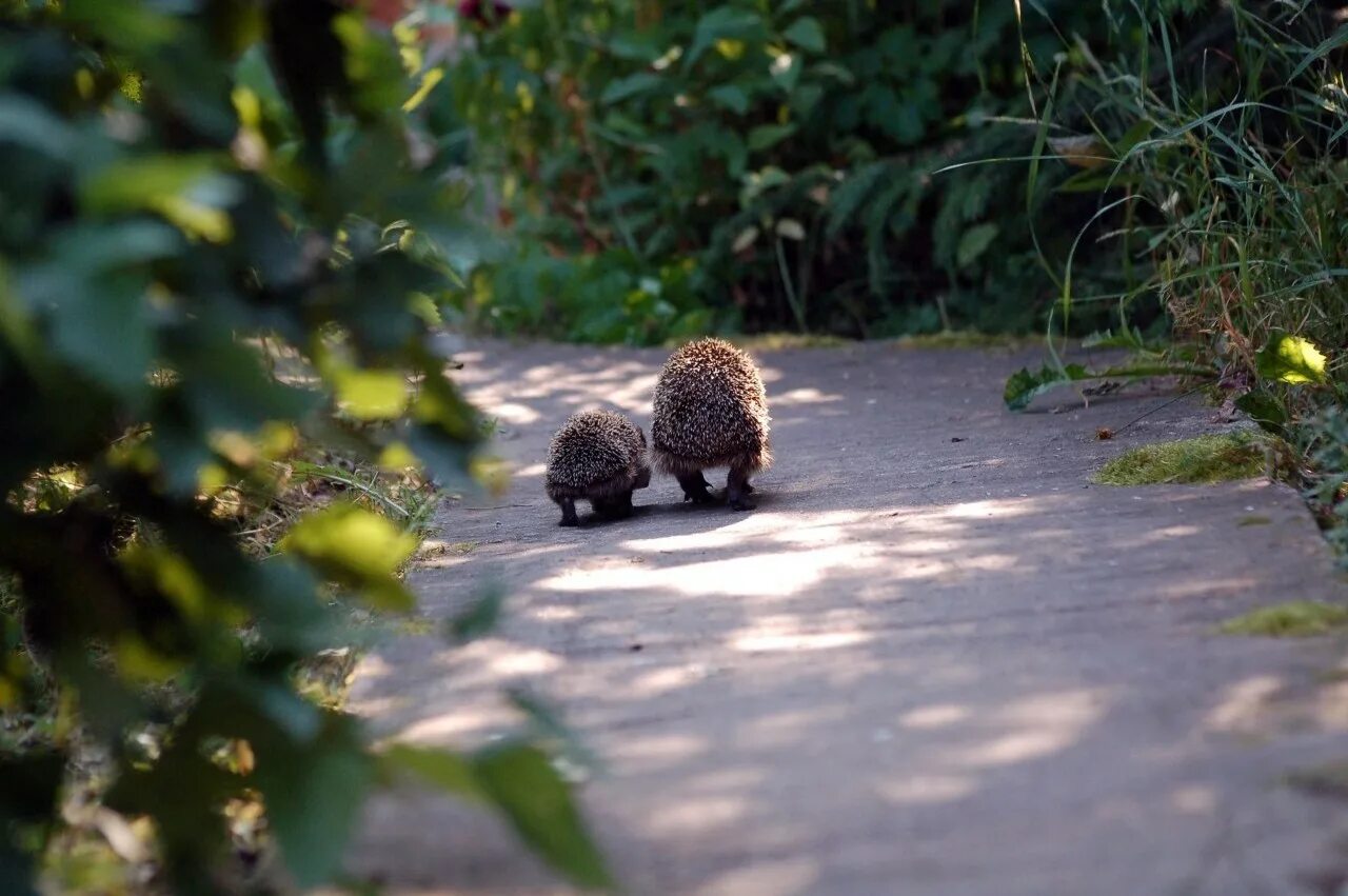Еж растение. Физминутка про ежа для дошкольников. Ежик бежит. Смешной еж. Ежик картинка.
