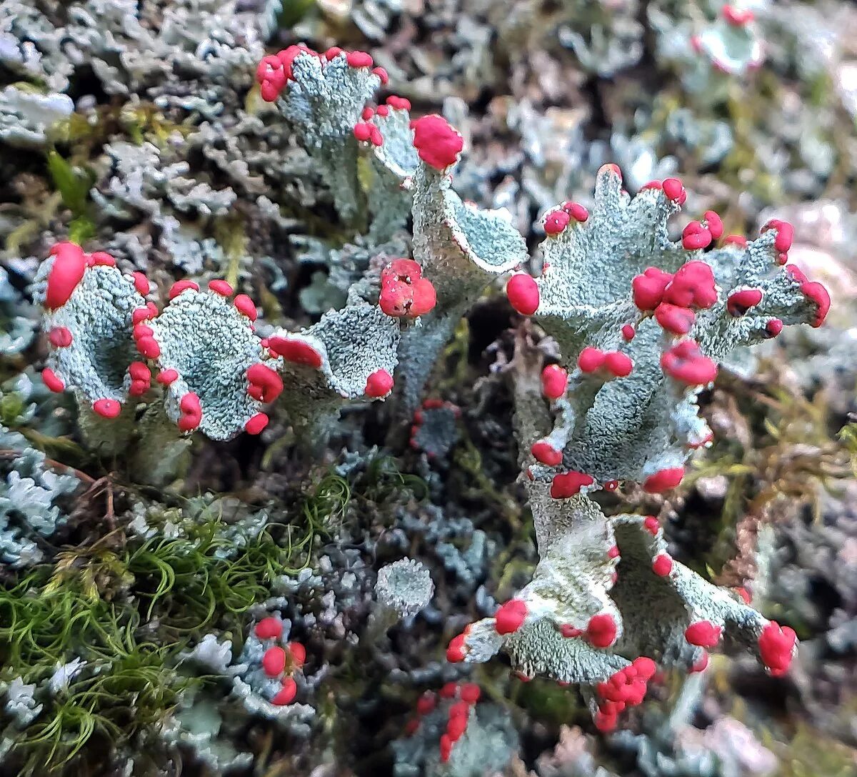 Цветы лишайник. Кладония. Cladonia Borealis. Кладония (Cladonia). Лишайник кладония пальчатая.