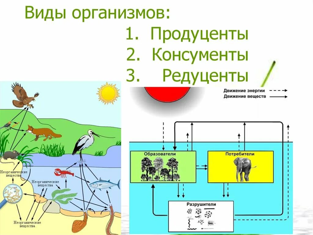 Продуценты болота. Пищевая цепь питания редуценты консументы. Цепь питания продуценты консументы редуценты. Продуценты консументы редуценты цепи и сети питания. Цепь питания редуценты продуценты.