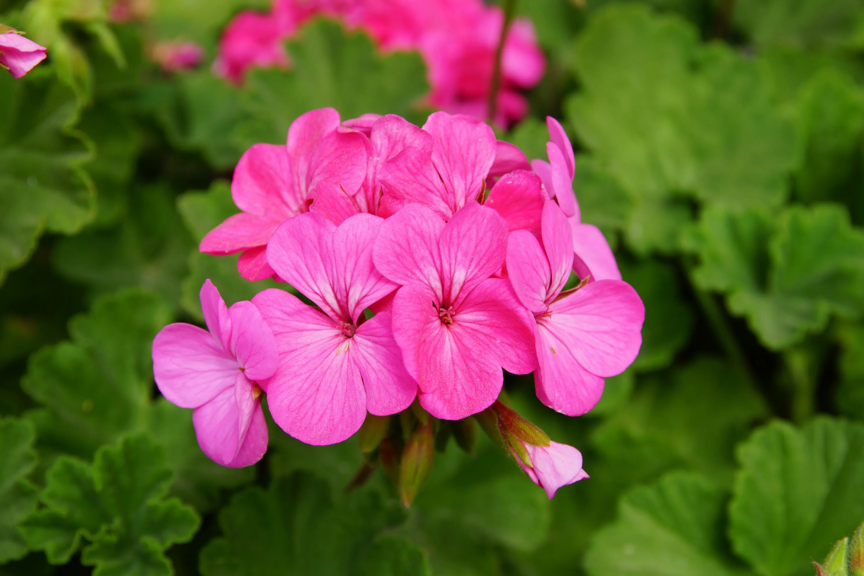 Герань 2 и 3. Пеларгония герань. Пеларгония герань комнатная. Pink Geranium пеларгония. Пеларгония Dibbinsdale.