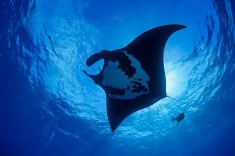 Manta
