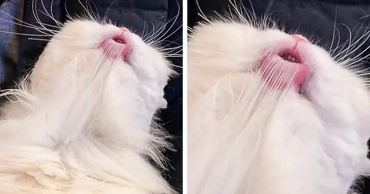 У кота застряла шерсть