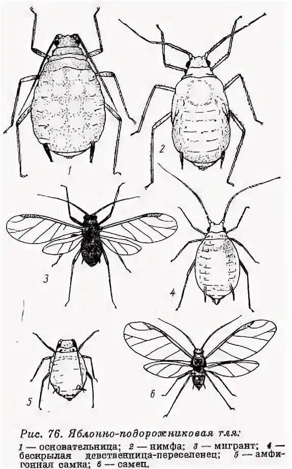 Какое развитие у тли. Цикл развития тли схема. Жизненный цикл тли схема. Стадии развития тли. Строение тли схема.