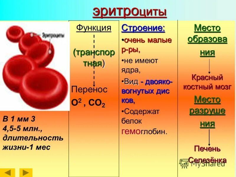 Из чего состоит среда организма