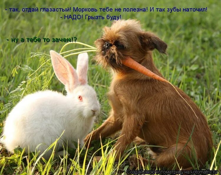 Котик с морковкой. Зайка отдай морковку. Слоганы про овощи. Хрен вам а не морковка. Прежде чем назвать женщину зайкой подумай хватит ли.