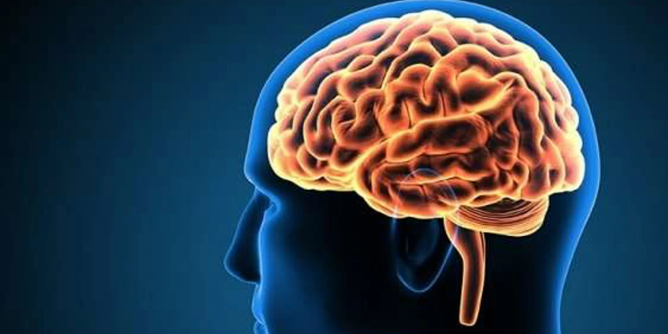 Brains talks