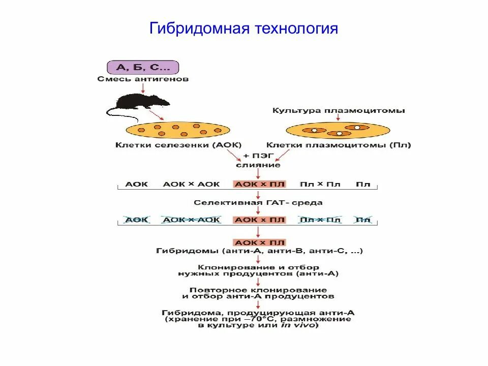 Для получения гибридом используют. Гибридомная технология это иммунология. этапы гибридомной технологии. гибридомная технология презентация. технология получения гибридом.