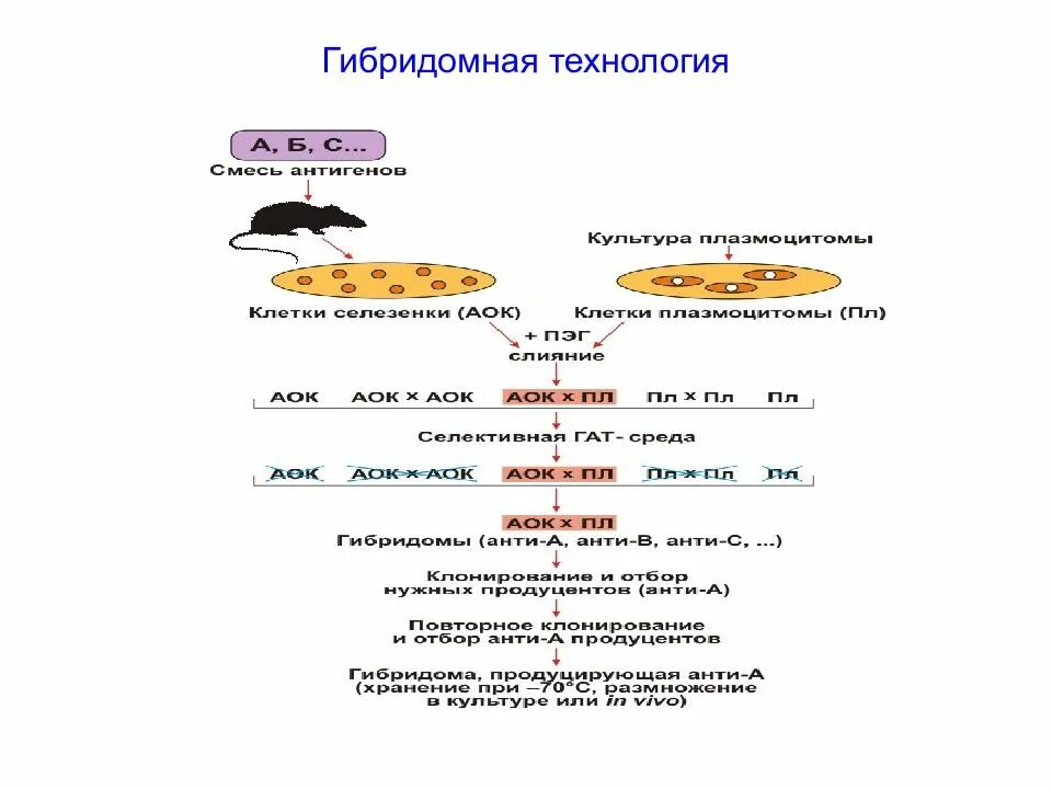 Гибридомная технология это иммунология. Этапы гибридомной технологии. Гибридомная технология презентация. Технология получения гибридом. Для гибридом используются