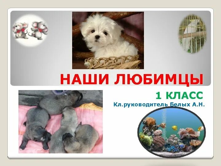 Наши любимцы. Проект про питомца 1 класс. Проект мой питомец 1 класс. Проект Мои домашние питомцы 1 класс окружающий мир. 1 наши питомцы несмотря