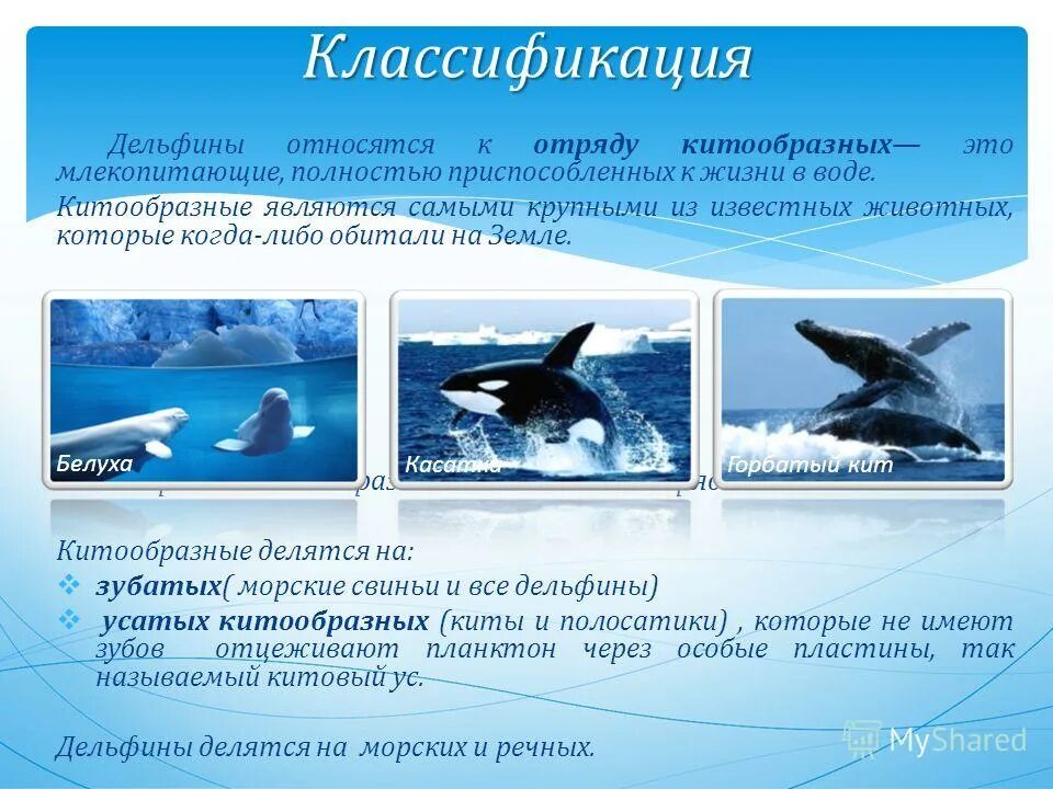 Дельфин к какой группе животных относится 2. Дельфин систематика. классификация дельфина. классификация животных дельфин. к отряду китообразные относятся:.