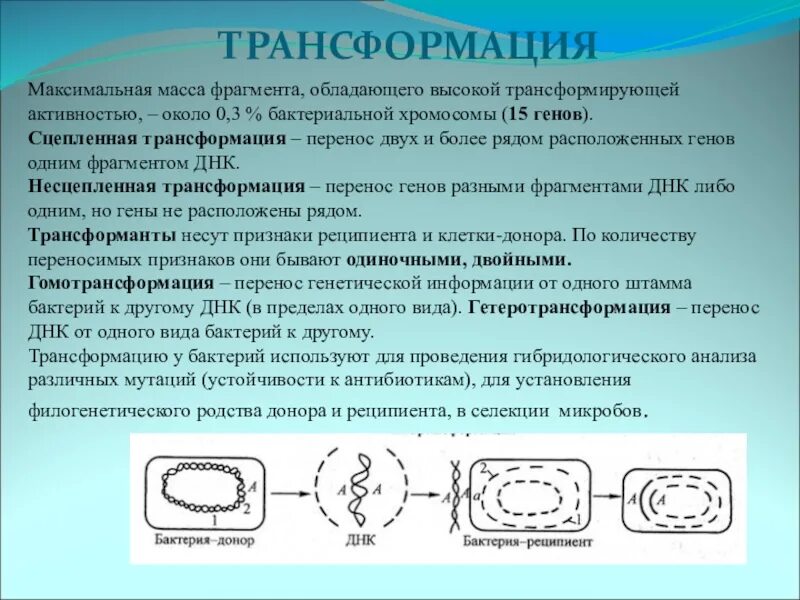 Механизм трансформации бактерий. Процесс трансформации у бактерий. Основные этапы трансформации бактерий. Трансформация микробиология схема.