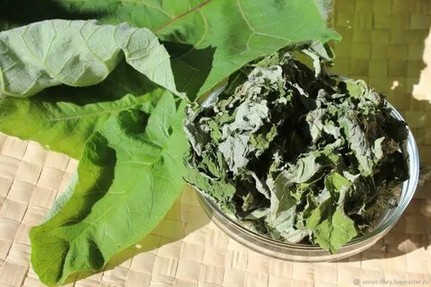 Лист лопуха для лечения сустава