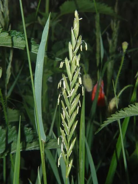 Пырей ползучий. Пырей трава. Пырей ползучий Росток. Пырей ползучий Elytrigia repens (l.) desv. Ex Jackson. Известно что пырей ползучий злаковое растение