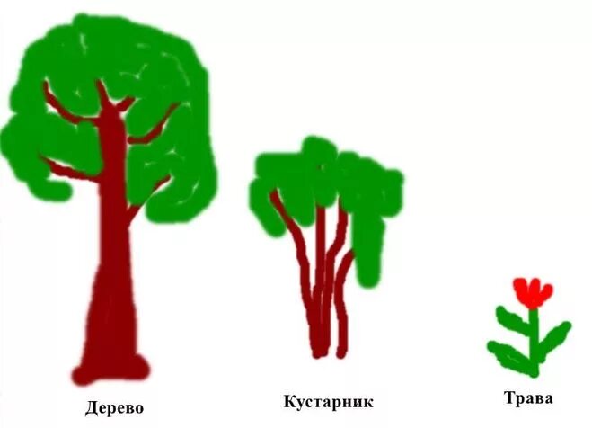 Схема дерева и кустарника. Нарисуй схематическое дерево кустарник травянистое растение. Рисование деревьев и кустарников. Нарисуй дерево и кустарник. Схематически дерево кустарник травянистое.