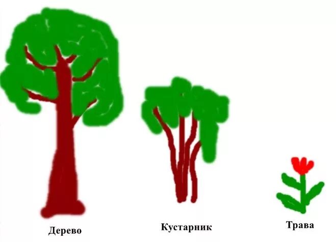 Две группы деревьев. Рисование куста и дерева. Рисование дерево и кустик. Рисование деревья и кустарники. Деревья кусты рисунок.