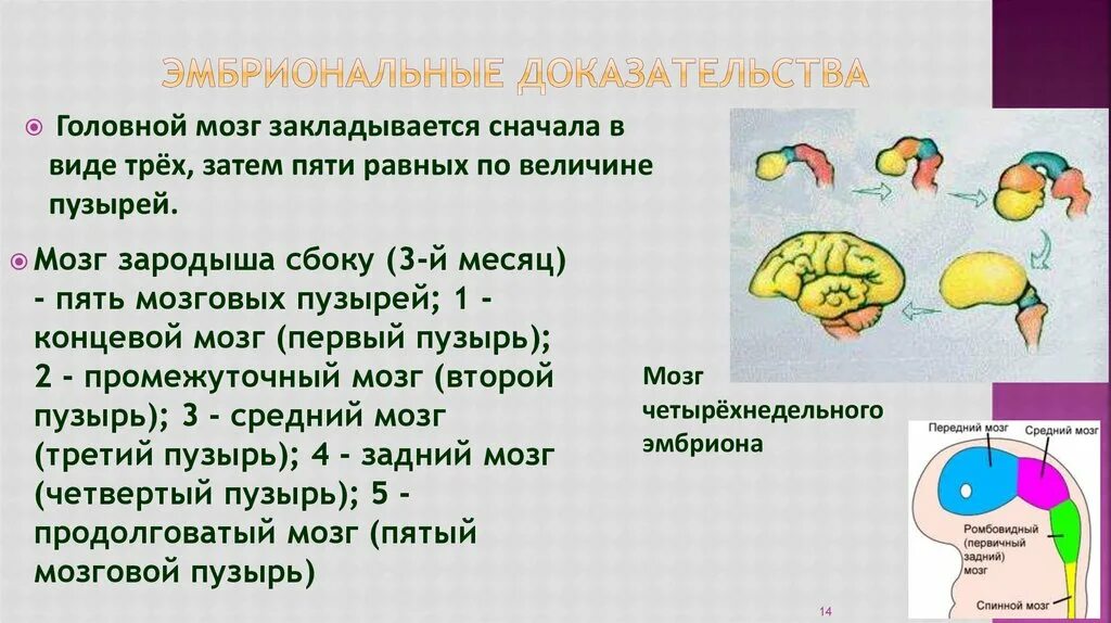 Вид сперва. Мозговые пузыри у эмбриона. Передний мозг эмбриона. Продолговатый мозг развивается из мозгового пузыря.