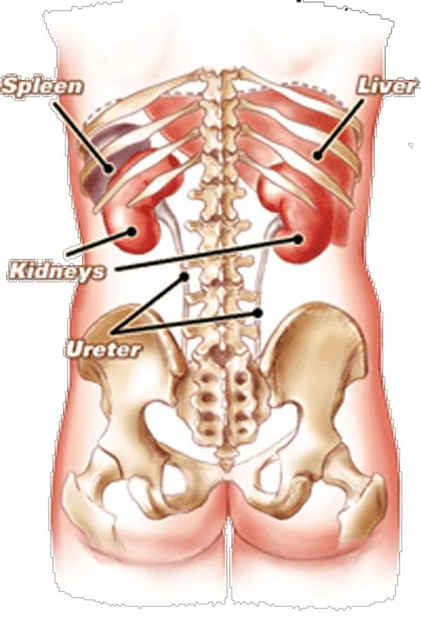 Расположение почек у человека со спины. Расположение почек у женщин со спины. Внутренние органы человека схема расположения почки. Расположение почек. Расположение почек.