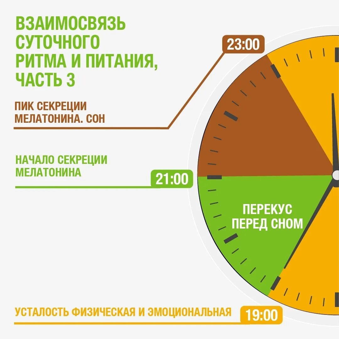 Биоритмы человека. Биологические часы. Суточные биоритмы. Биоритмы человека по часам суток. Биологические ритмы и сон