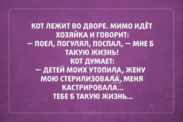 Кот сарказм. Анекдот про кастрированного кота. Кот лежит во дворе мимо идет хозяйка. Анекдоты про кастрацию.